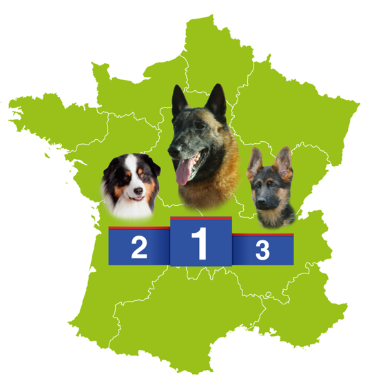 Bergers : ce sont les chiens préférés des Français en 2018