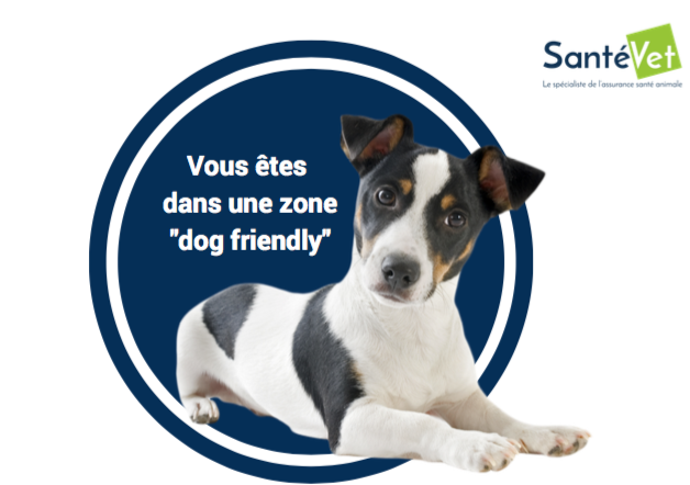 Animaux au travail : du bien-être pour tous les salariés