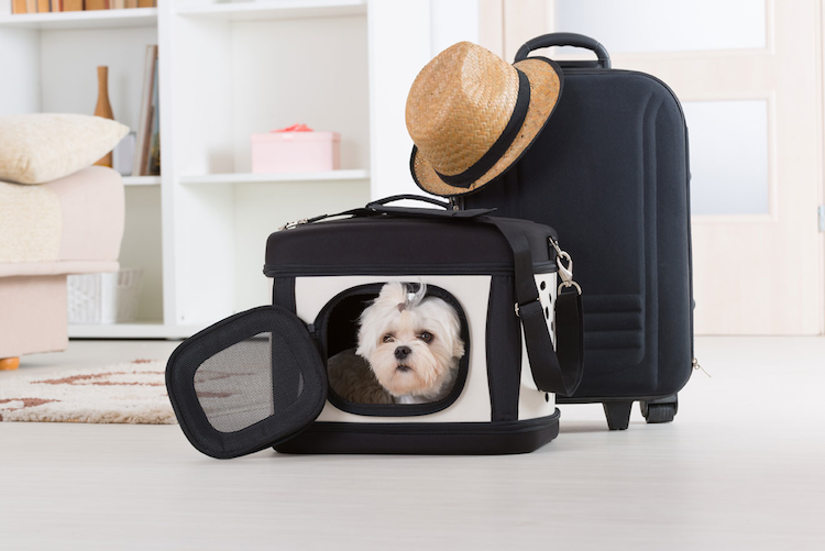 Votre chien est-il protégé contre la leishmaniose ?