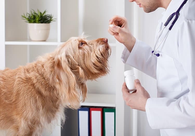 Les Français déboursent en moyenne 619 euros pour un chien