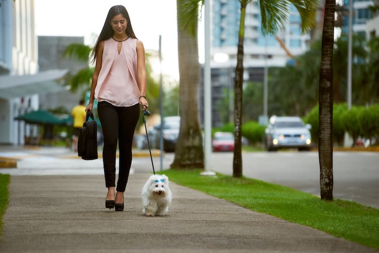 Dans quelles villes fait-il bon vivre avec son chien ?