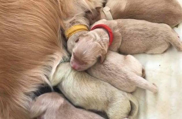 Incroyable! Un chiot vert est né dans une portée de golden