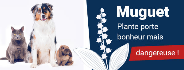Le muguet est-il dangereux pour mon chien, mon chat ou mon NAC ?