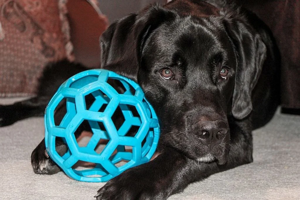 balle pour chien