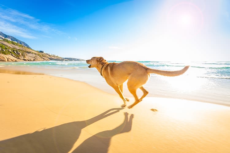 Quelles plages sont autorisées aux chiens en 2018 ?