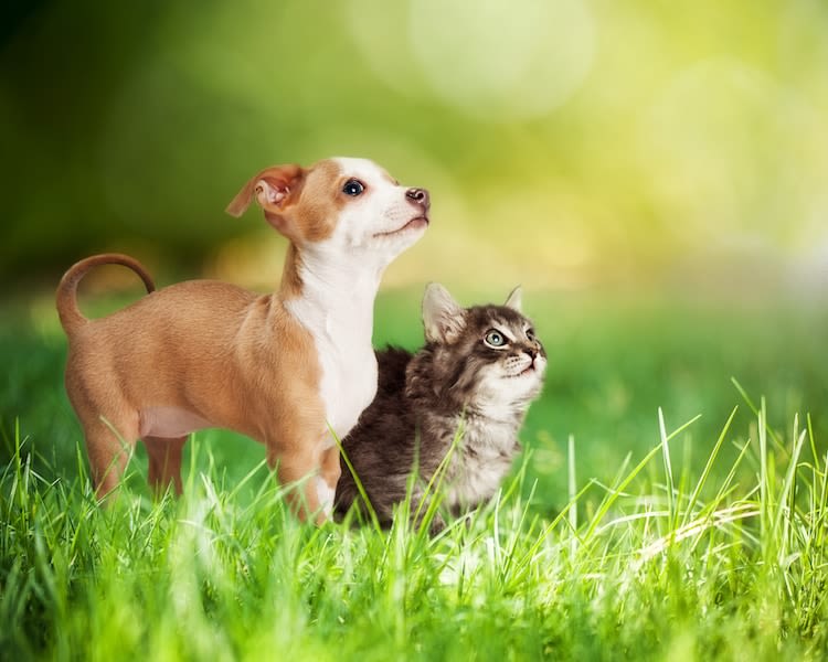 Faire garder son chien ou son chat pendant les vacances