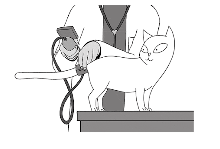 Hypertension chez le chat : une maladie grave et méconnue