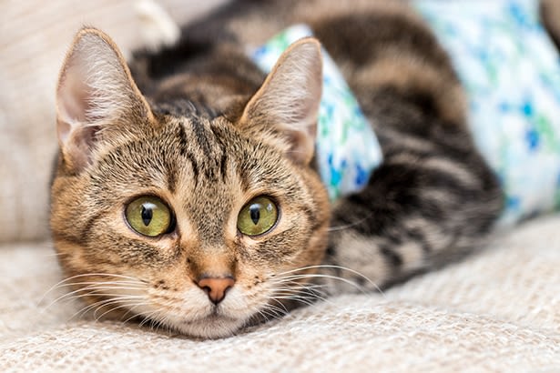 Stérilisation des chats : c’est obligatoire maintenant !