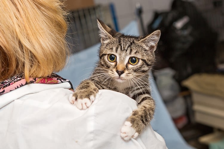 Chiens, chats et furets perdus en 2017 : les statistiques