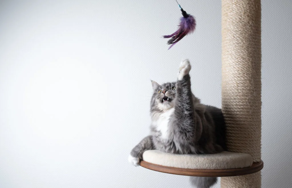 activites_avec_son_chat
