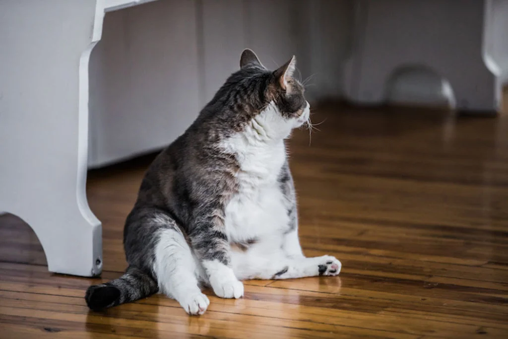 chat_trop_gros