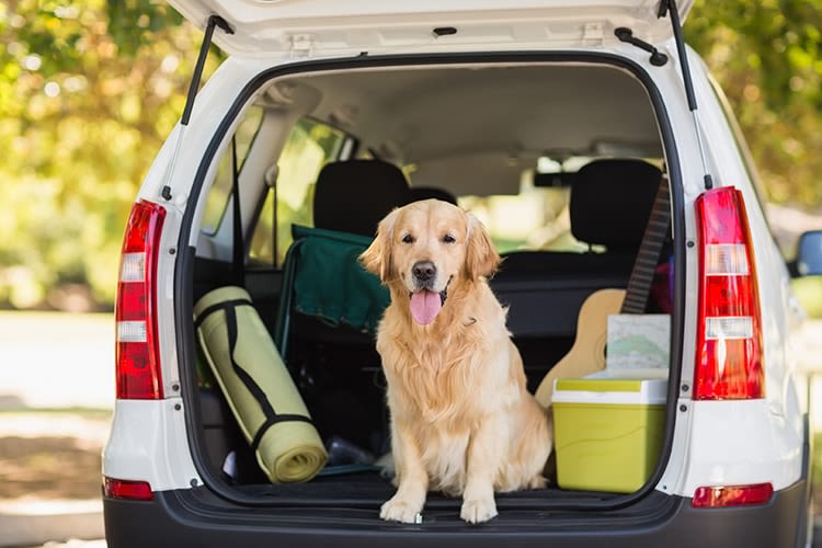 Quelles sont les destinations les plus « pet-friendly» de l’été ?