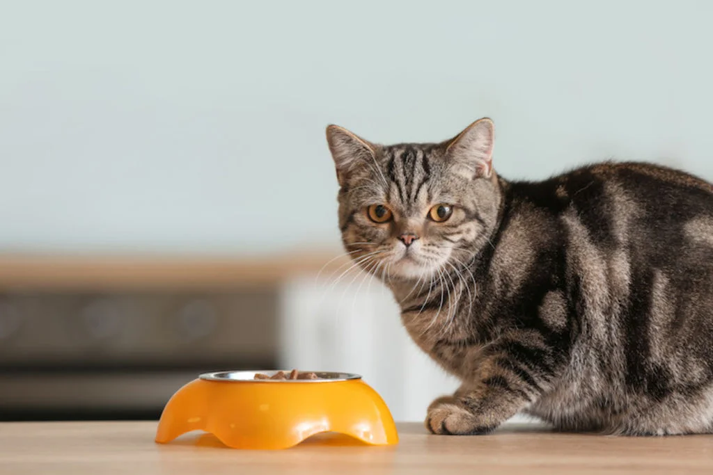 nourriture_chat_obese