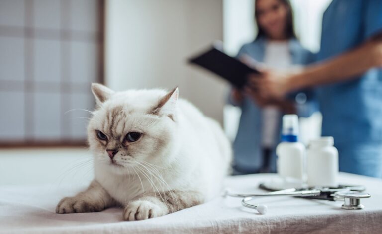 Stérilisation du chat, stop aux idées reçues !