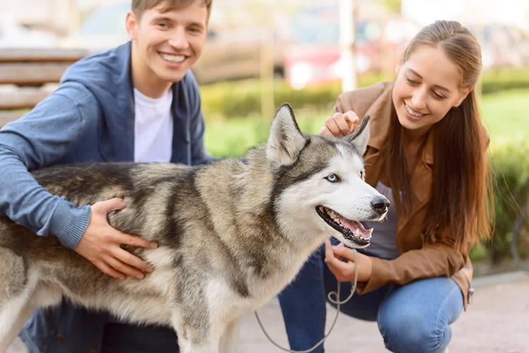 Pet-sitting et vacances : l’explosion du phénomène !