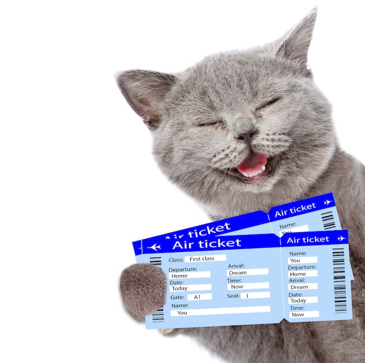 5 règles pour bien voyager en avion avec son chat