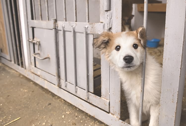 Adopter un chien ou un chat pour payer moins d’impôts !