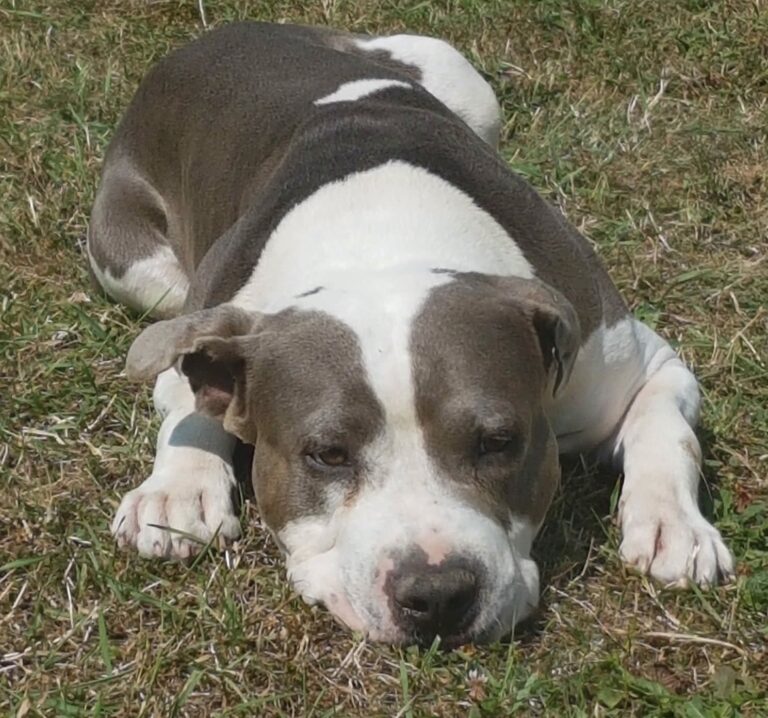 Amstaff : une nouvelle maladie héréditaire le frappe