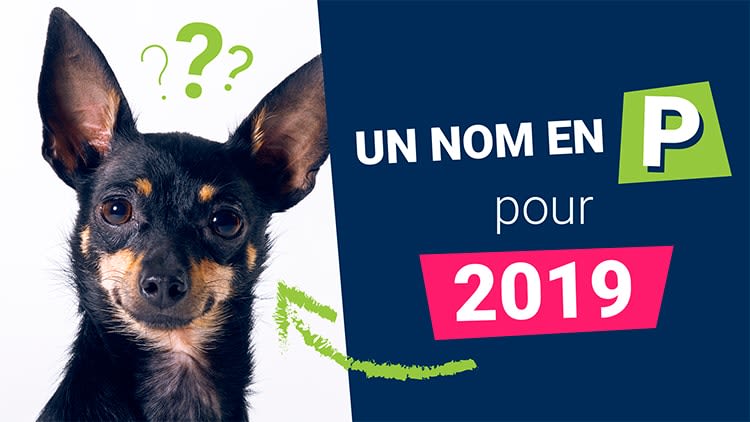 Quel nom en « P » donner à mon chien en 2019 ?