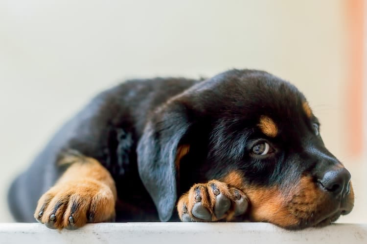Une vague de typhus canin fatale !