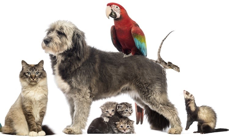 Le 4 octobre, c’est la Journée Mondiale des animaux !