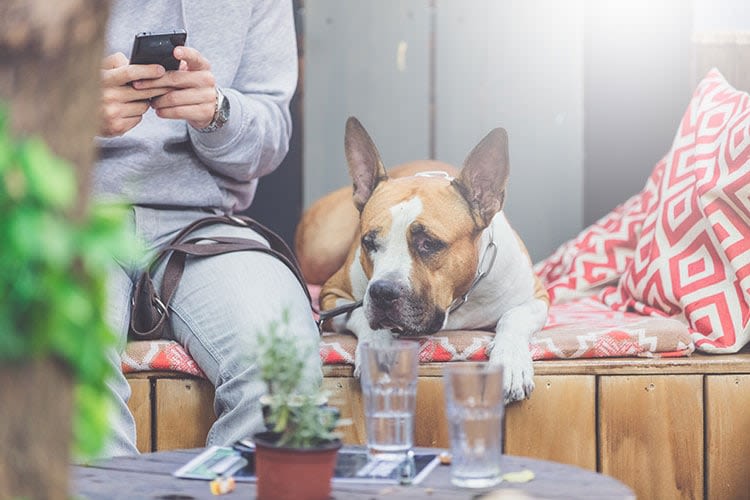 Le portable peut nuire à la relation avec votre chien !