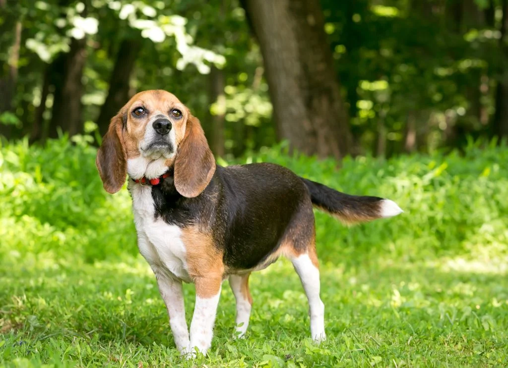 chien beagle