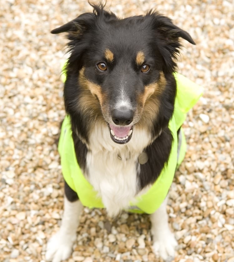 Gilets jaunes : les chiens aussi manifestent !