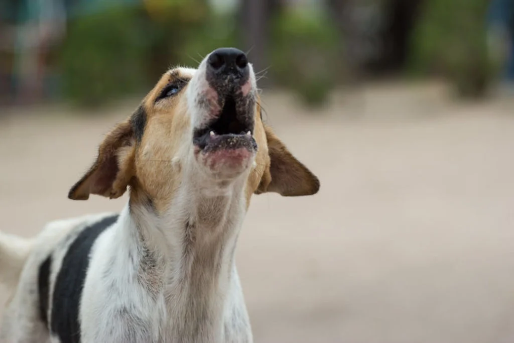 chien_qui_aboie_nuisances