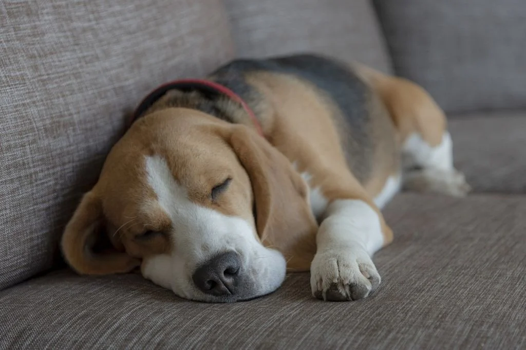 chien qui dort sur canap&eacute;