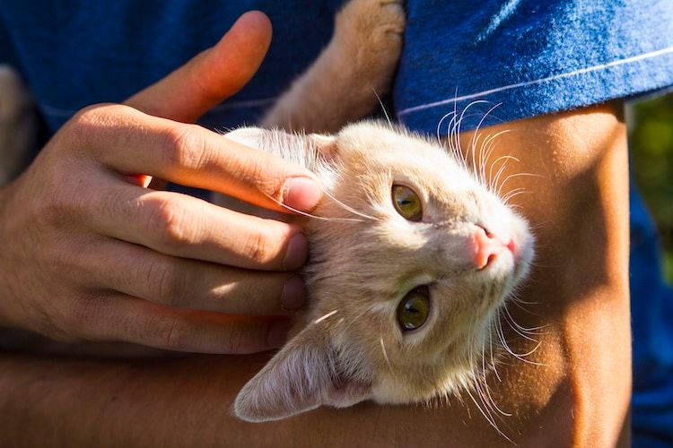 Chien et chat : gare aux otites !