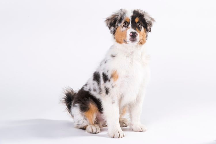 Berger australien : le chien préféré des Français