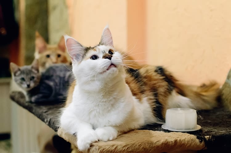 Les chats préférés des Français