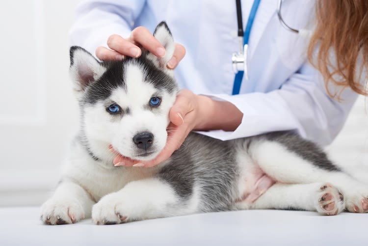 Pourquoi assurer son chiot dès le plus jeune âge ?