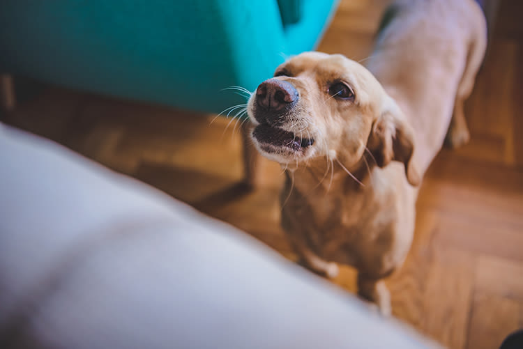 Un arrêté contre les aboiements de chiens dans l’Oise