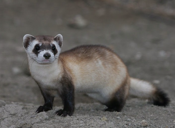 Furet américain : une variété sous surveillance !
