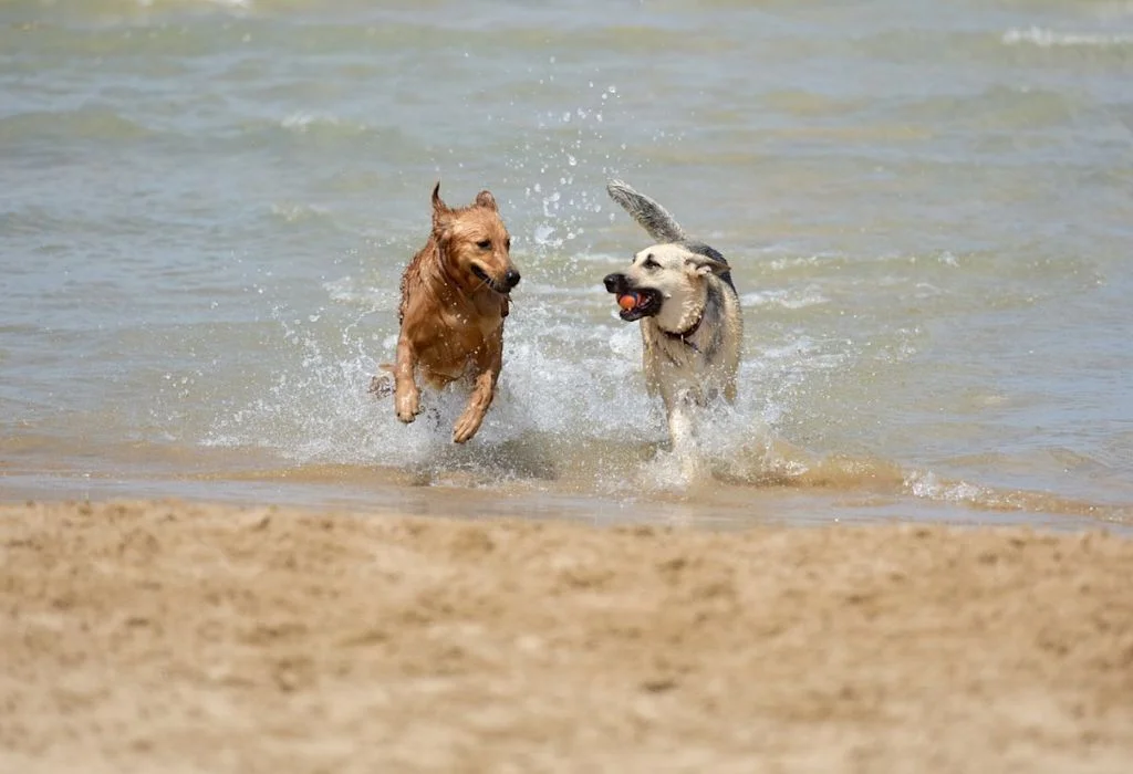 Chiens qui jouent