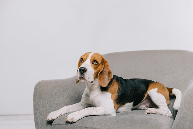 Beagle : mais comment ça se prononce exactement ?