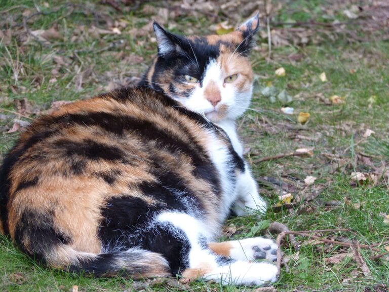 Pourquoi faire stériliser son chat