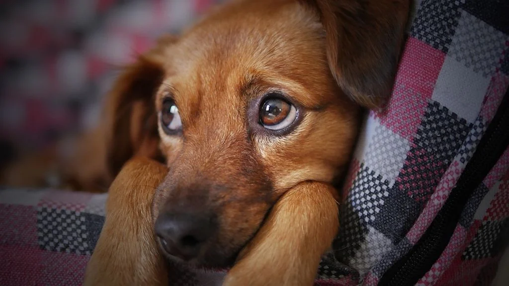 chien penaud