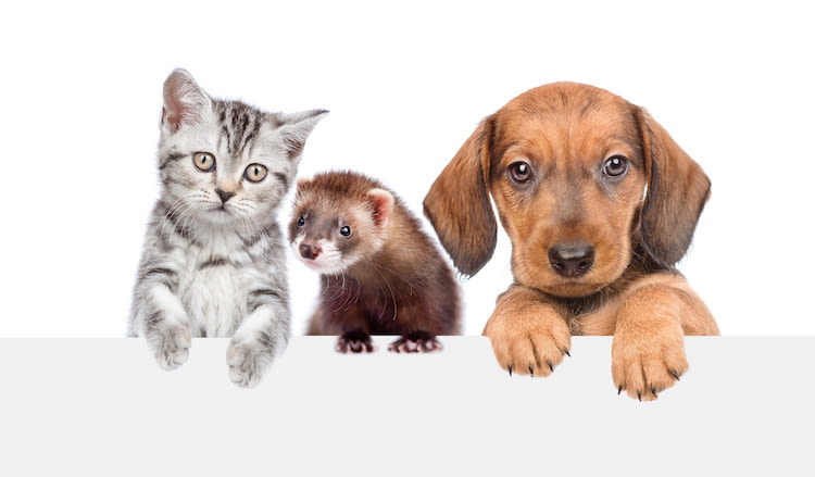 Chiens, chats, furets : tout sur l’identification en 2018