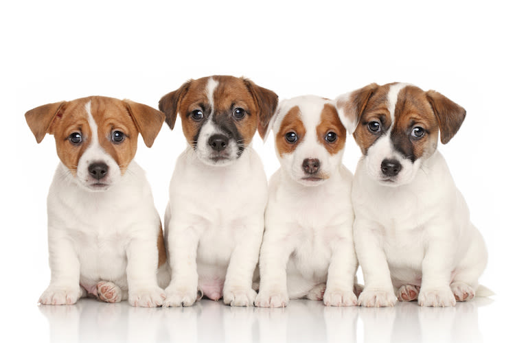 Jack Russel terrier : un chien qui cache bien son jeu