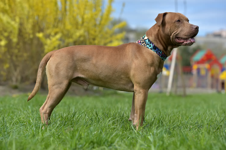 Pitbull : le chien ‘’méchant’’ du film Royal Corgi