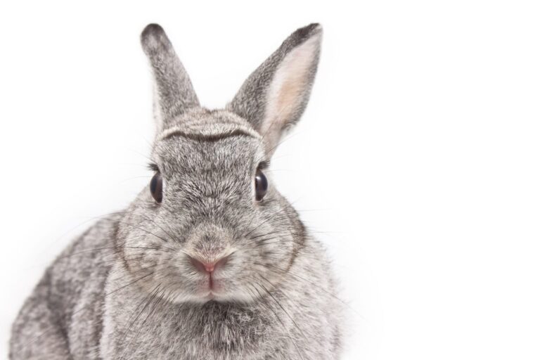 Prendre soin de son lapin domestique