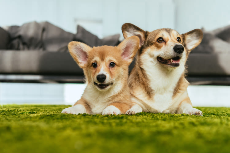 Corgi : un grand chien, deux variétés