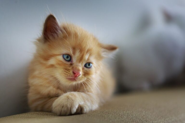 J’adopte un chaton