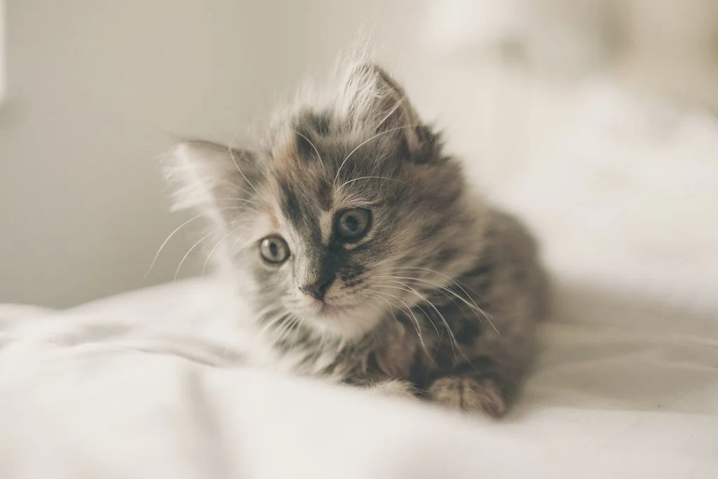 chaton sur lit