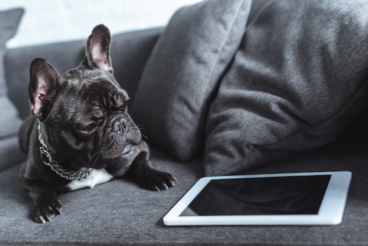 Journée de la santé : chiens et chats sont connectés