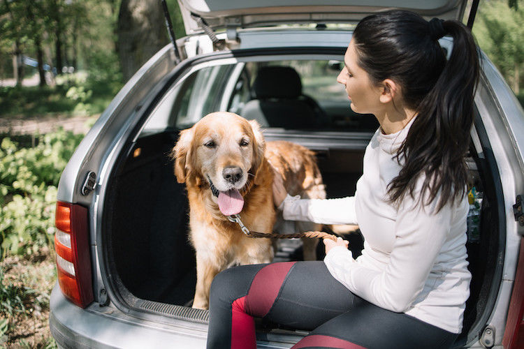 Comment bien voyager avec son chien ?