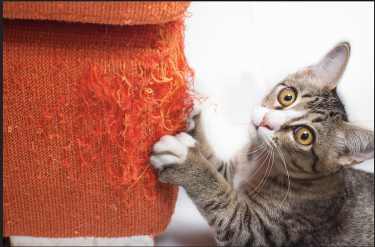 Comportements indésirables chez le chat : que faire ?